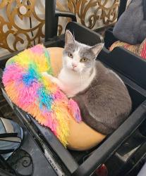 Lost Female Cat last seen Baywood Rd, Eastover, NC 28301