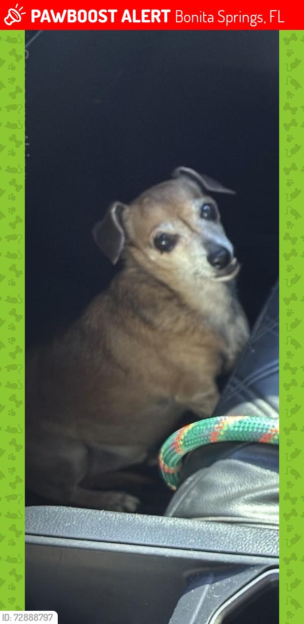 Lost Male Dog last seen Carolina st, Bonita Springs, FL 34135