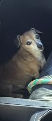 Lost Male Dog last seen Carolina st, Bonita Springs, FL 34135