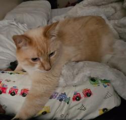 Reunited Male Cat last seen Fox Hollow Drive, Lower Southampton Township, PA 19053