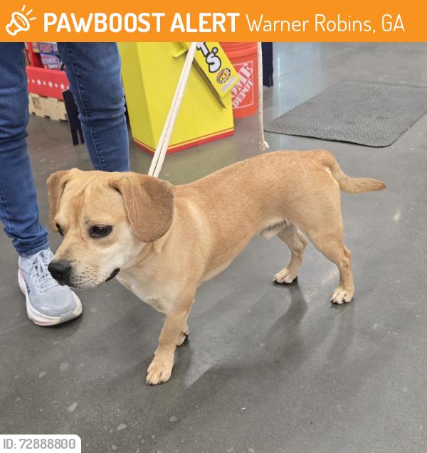 Found/Stray Male Dog last seen Russell parkway , Warner Robins, GA 31088