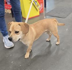 Found/Stray Male Dog last seen Russell parkway , Warner Robins, GA 31088