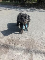 Found/Stray Male Dog last seen Pearl Street and Sunset Drive , Jacksonville, FL 32208