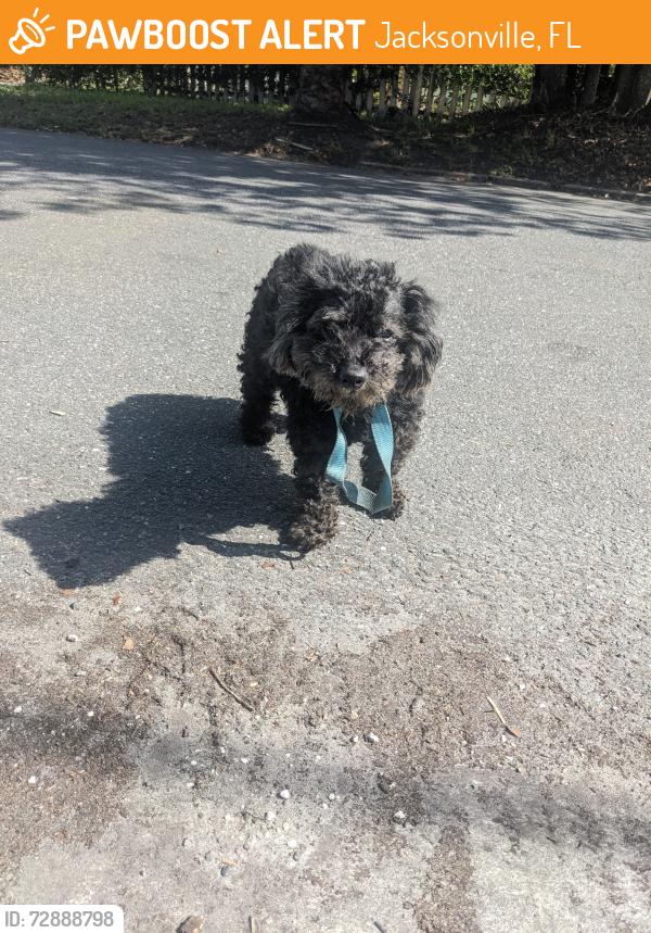 Found/Stray Male Dog last seen Pearl Street and Sunset Drive , Jacksonville, FL 32208