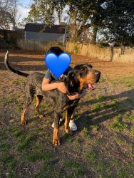 Lost Female Dog last seen Kings Grant area , Wilmington, NC 28405