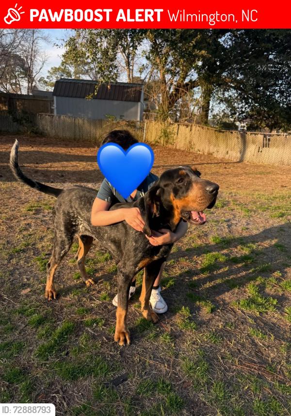 Lost Female Dog last seen Kings Grant area , Wilmington, NC 28405