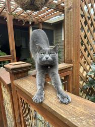 Lost Female Cat last seen Washougal High School, Washougal, WA 98671