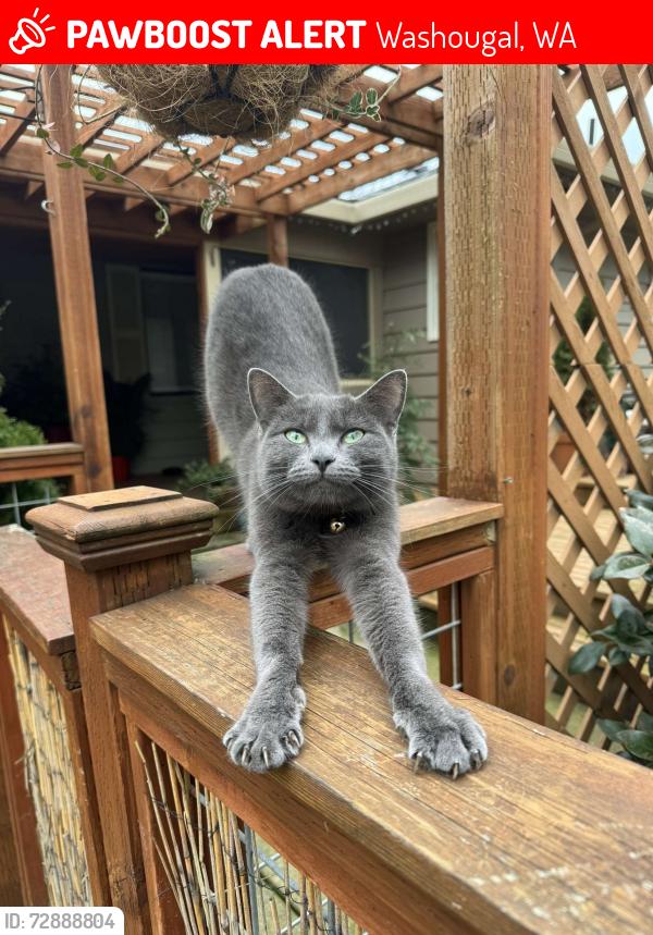 Lost Female Cat last seen Washougal High School, Washougal, WA 98671
