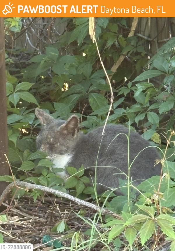 Found/Stray Unknown Cat last seen Nova st , Daytona Beach, FL 32124