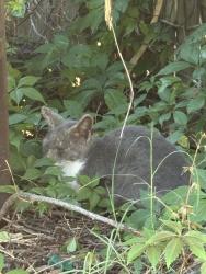Found/Stray Unknown Cat last seen Nova st , Daytona Beach, FL 32124