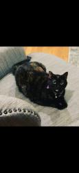 Lost Unknown Cat last seen Harding, Memphis, TN 38117