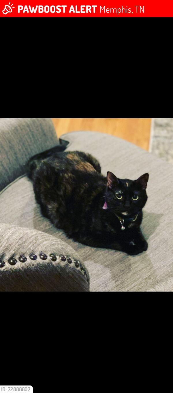 Lost Unknown Cat last seen Harding, Memphis, TN 38117
