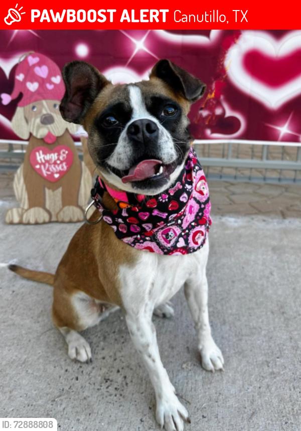 Lost Female Dog last seen mister car wash, titlemax, cr automotive, Canutillo, TX 79835