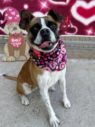 Lost Female Dog last seen mister car wash, titlemax, cr automotive, Canutillo, TX 79835