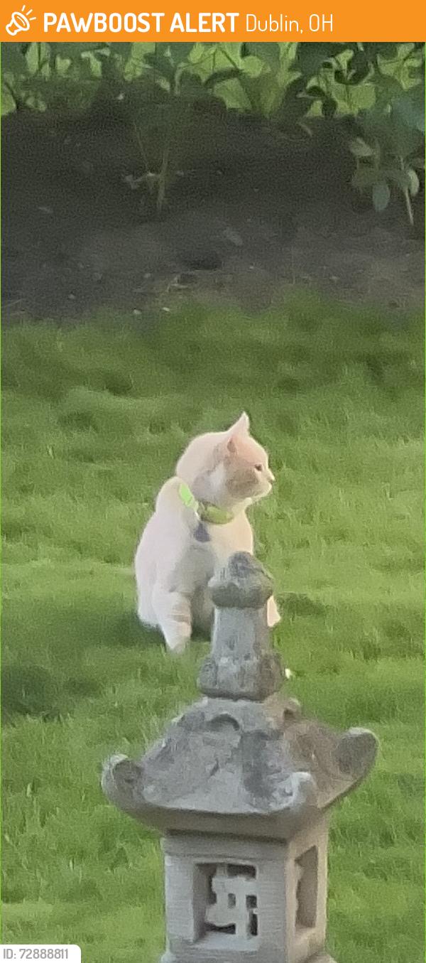 Found/Stray Unknown Cat last seen Heather Glen Park, Dublin, OH 43016