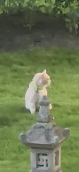 Found/Stray Unknown Cat last seen Heather Glen Park, Dublin, OH 43016