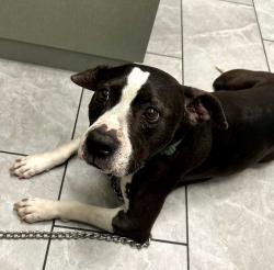 Reunited Female Dog last seen Laurel Ave & Baseline Rd, Fontana, CA 92336