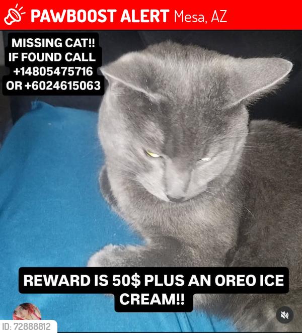 Lost Male Cat last seen Sossaman and baseline Rd , Mesa, AZ 85207
