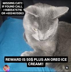 Lost Male Cat last seen Sossaman and baseline Rd , Mesa, AZ 85207