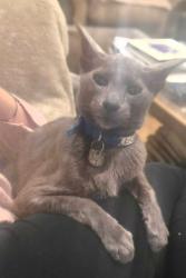 Lost Male Cat last seen Old farm place , Ash Vale, England GU12