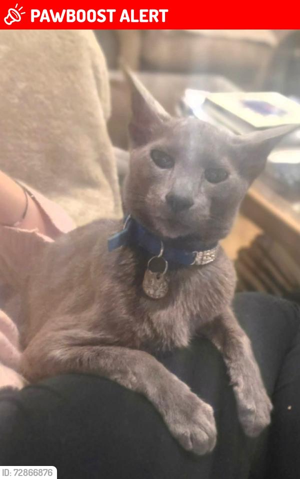 Lost Male Cat last seen Old farm place , Ash Vale, England GU12