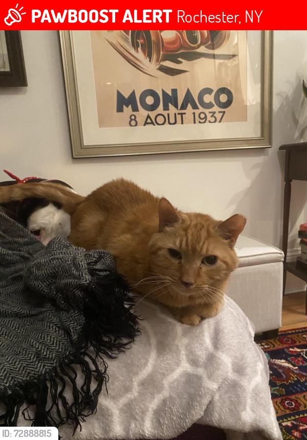 Lost Male Cat last seen Wilcox St , Rochester, NY 14607