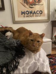 Lost Male Cat last seen Wilcox St , Rochester, NY 14607