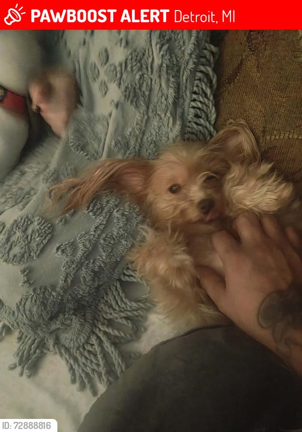Lost Female Dog last seen Nevada Conant , Detroit, MI 48234