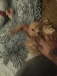 Lost Female Dog last seen Nevada Conant , Detroit, MI 48234