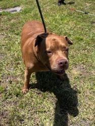 Shelter Stray Male Dog last seen Near BLOCK NW 72ND ST, Doral, FL 33122