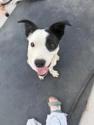 Found/Stray Female Dog last seen Coronado park, Phoenix, AZ 85006
