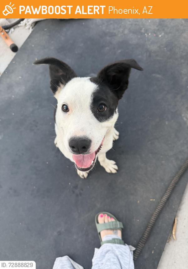 Found/Stray Female Dog last seen Coronado park, Phoenix, AZ 85006