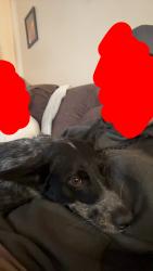 Lost Female Dog last seen Near South Highway Drive Lexington, MN 55014 United States, Circle Pines, MN 55014