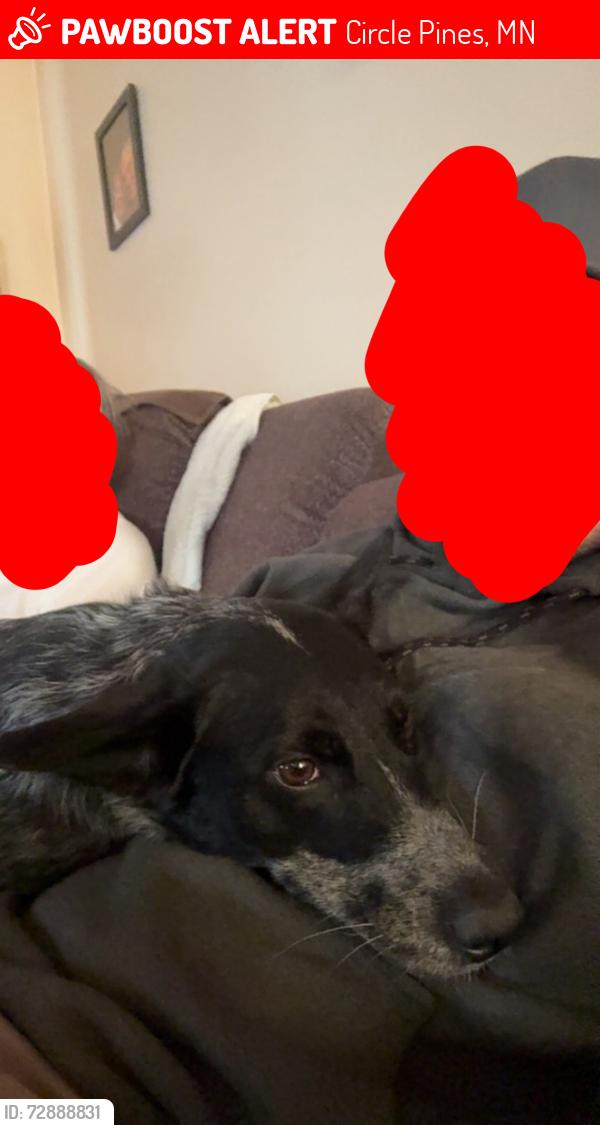 Lost Female Dog last seen Near South Highway Drive Lexington, MN 55014 United States, Circle Pines, MN 55014