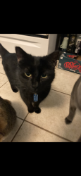 Lost Male Cat last seen Near s Salisbury ave Spencer nc , Spencer, NC 28159