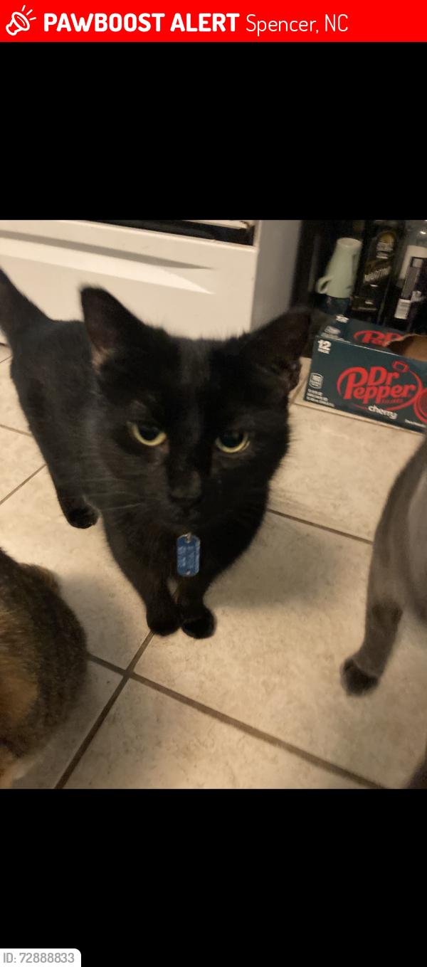 Lost Male Cat last seen Near s Salisbury ave Spencer nc , Spencer, NC 28159