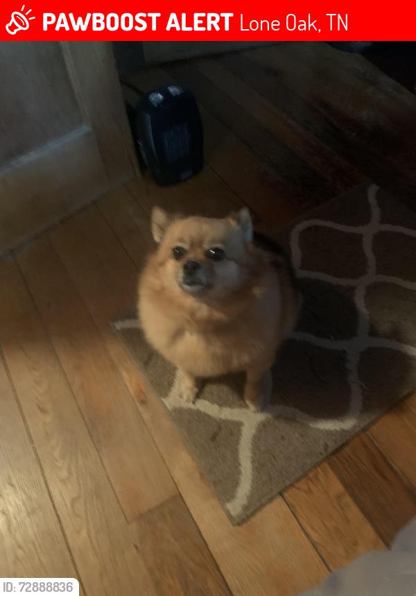 Lost Female Dog last seen Hall Rd, Lone Oak, TN 37377