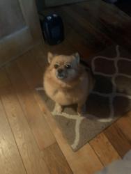 Lost Female Dog last seen Hall Rd, Lone Oak, TN 37377