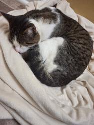 Found/Stray Male Cat last seen Hugh hunter road , Oak Grove, KY 42262