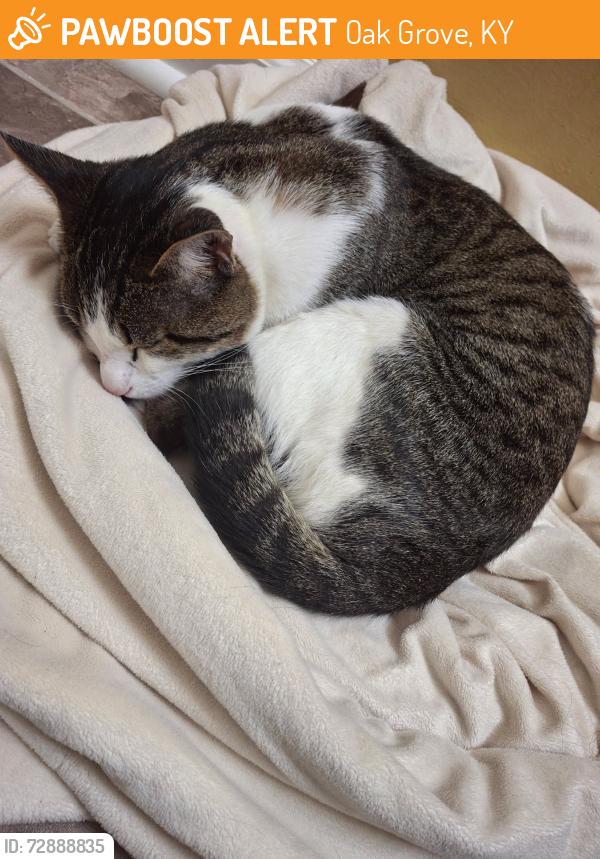 Found/Stray Male Cat last seen Hugh hunter road , Oak Grove, KY 42262