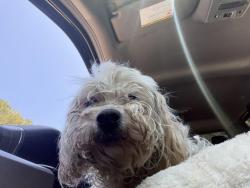Found/Stray Female Dog last seen Cleveland highway , Dalton, GA 30721