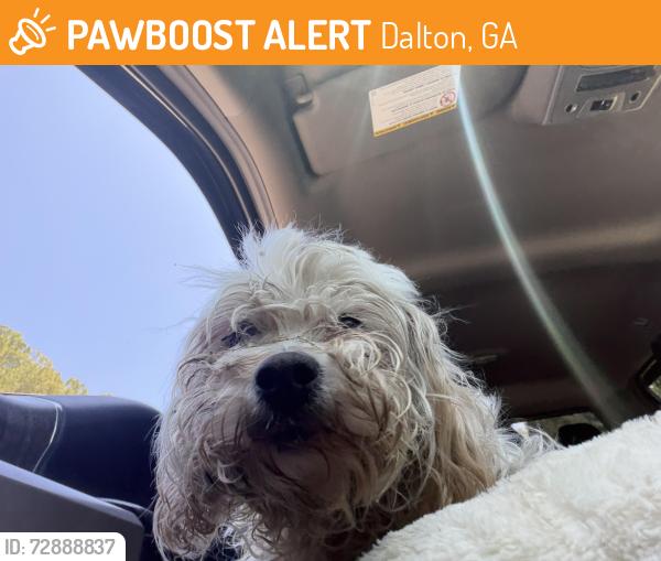Found/Stray Female Dog last seen Cleveland highway , Dalton, GA 30721
