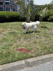 Found/Stray Female Dog last seen Aventura Way, Melbourne, FL 32940