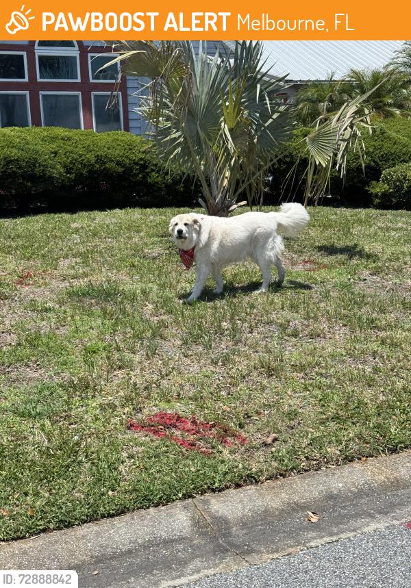 Found/Stray Female Dog last seen Aventura Way, Melbourne, FL 32940