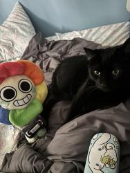 Lost Male Cat last seen Augusta ave, Scranton, PA 18508
