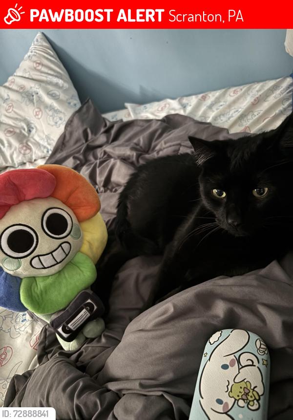 Lost Male Cat last seen Augusta ave, Scranton, PA 18508
