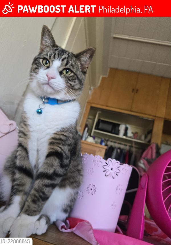 Lost Male Cat last seen Near Sommers road , Philadelphia, PA 19138