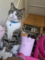 Lost Male Cat last seen Near Sommers road , Philadelphia, PA 19138