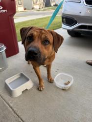 Found/Stray Male Dog last seen Found along the highway, Elizabethton, TN 37643