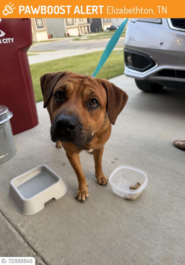 Found/Stray Male Dog last seen Found along the highway, Elizabethton, TN 37643